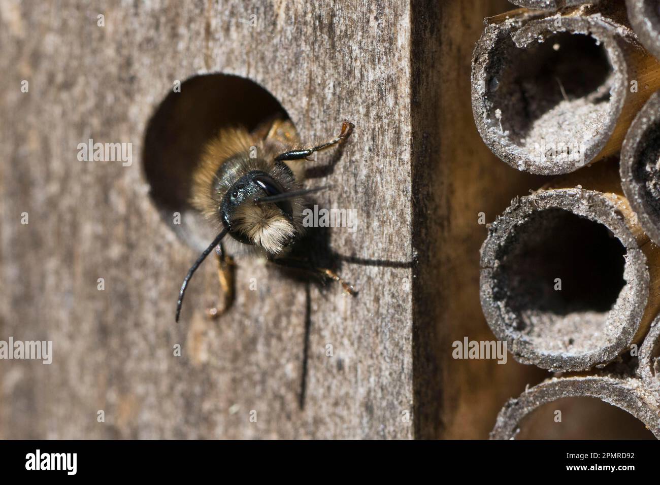 Rostige Maurerbiene (Osmia bicornis), Emsland, Niedersachsen, Deutschland Stockfoto