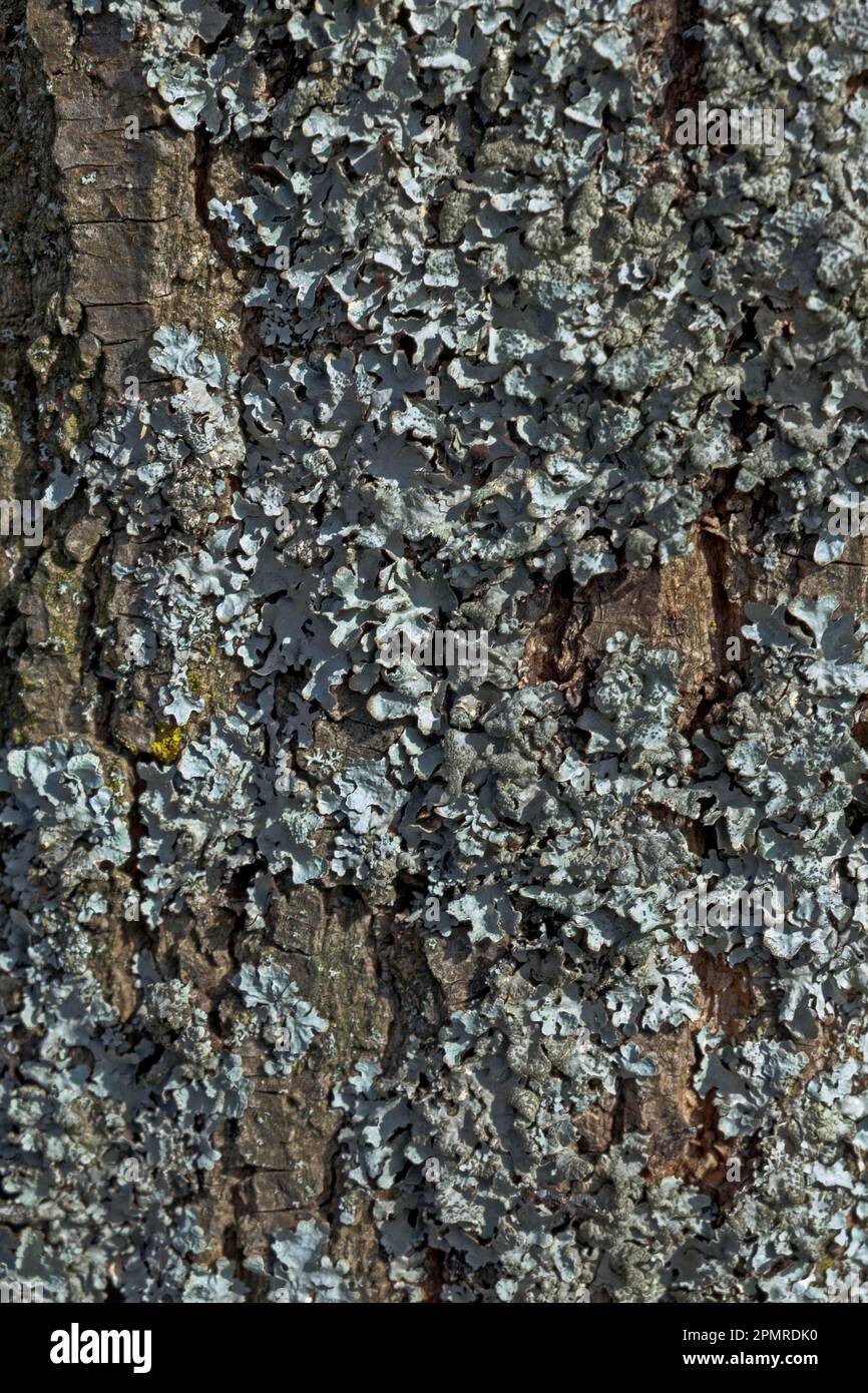 Flechten (Lichen) am Baumstamm Stockfoto