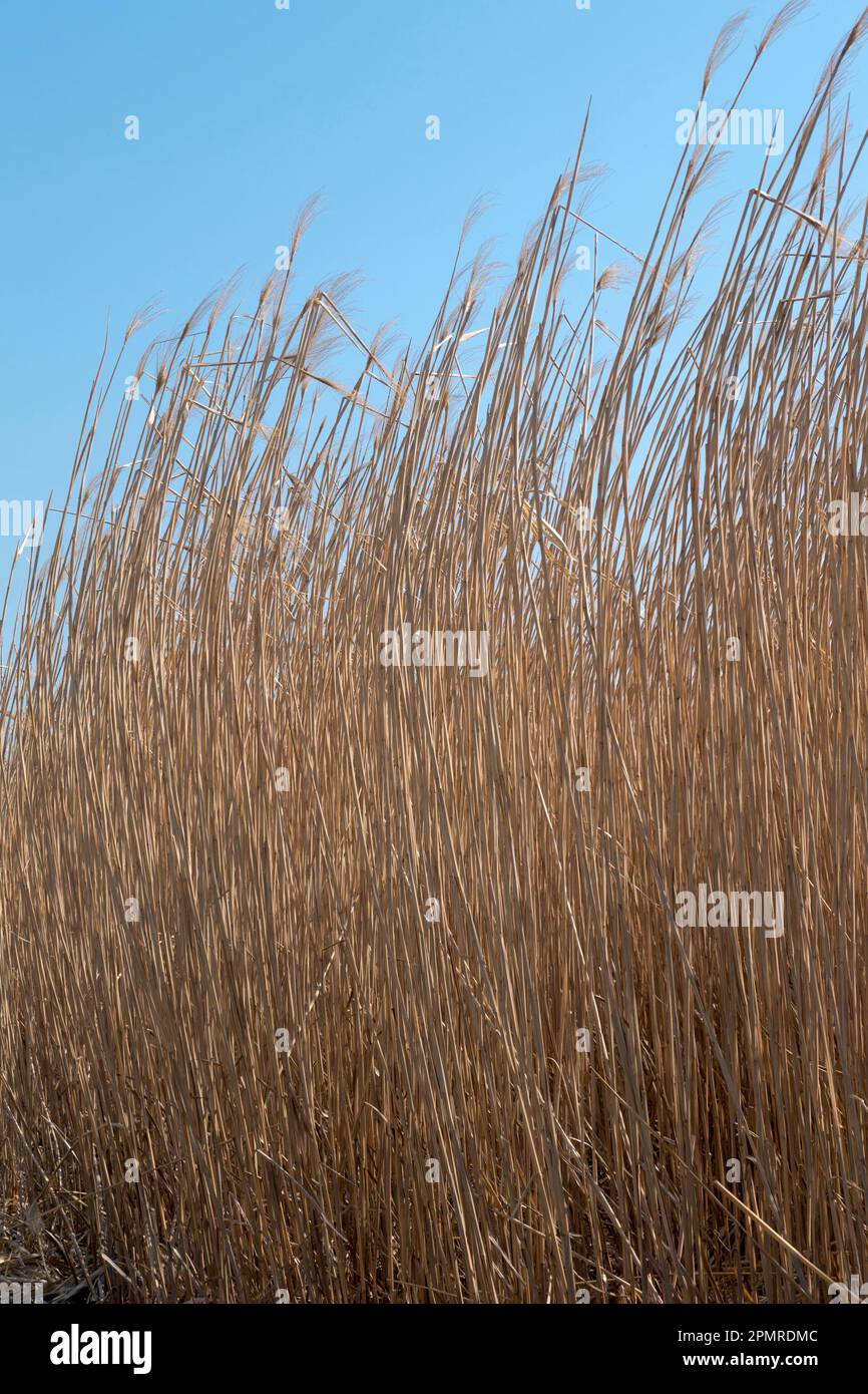 Riesenschildkröte (Miscanthus x giganteus) Stockfoto