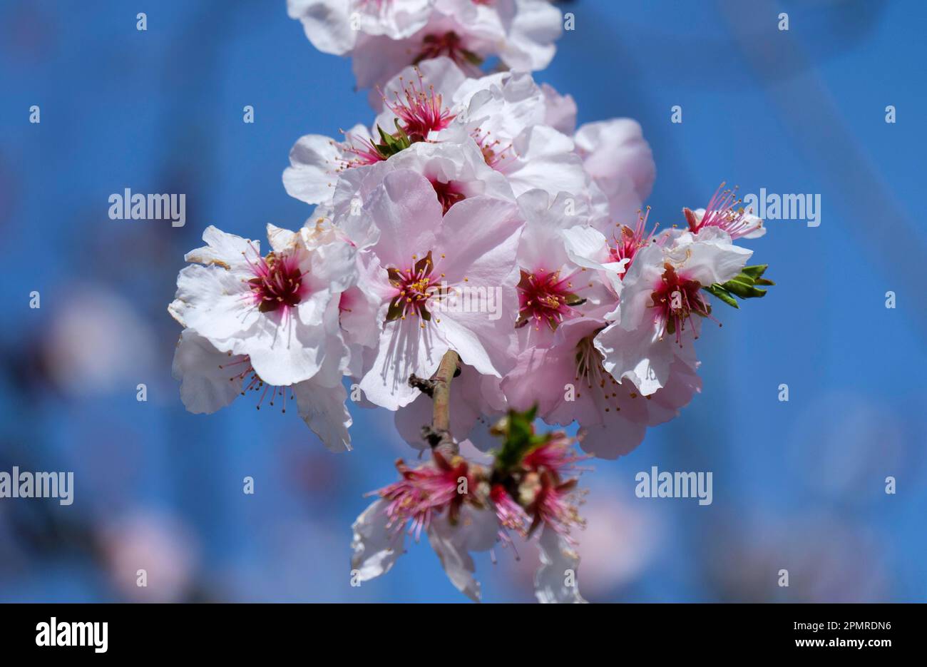 Mandelbaum (Prunus Dulcis) Stockfoto