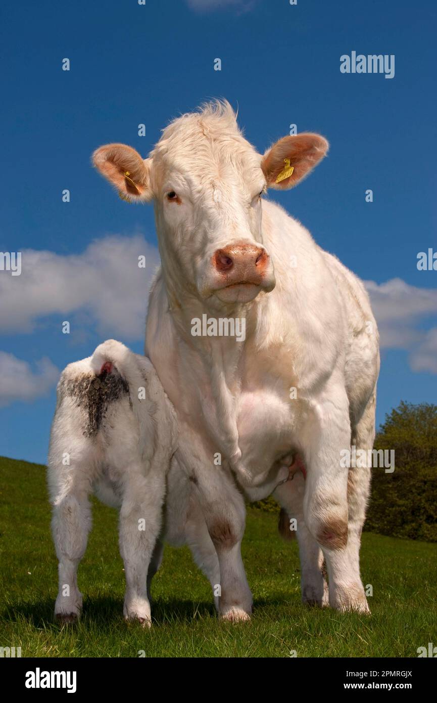 Hausrinder, Charolais, Kühe mit Saugkalb, auf Weide stehend, England, Vereinigtes Königreich Stockfoto