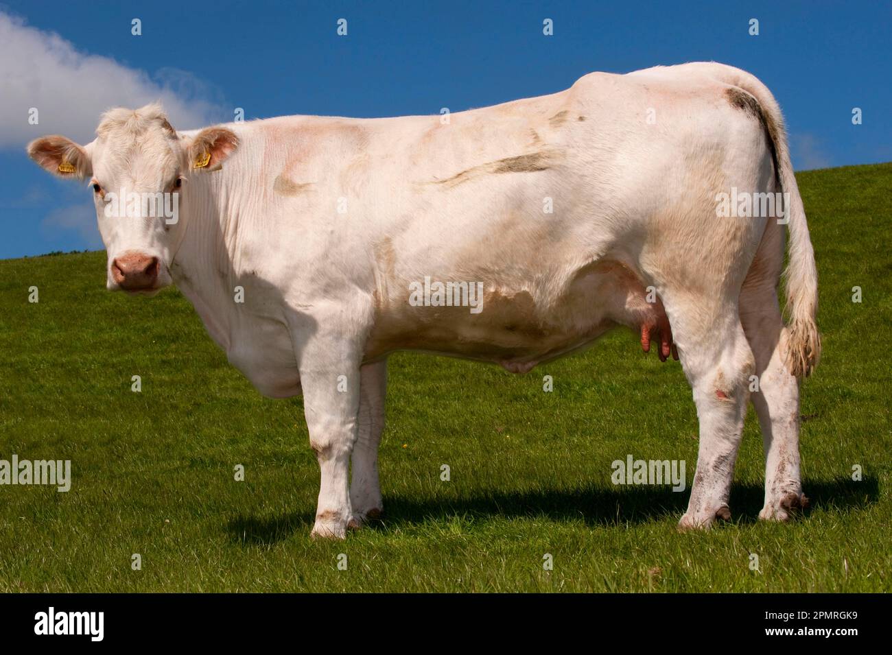 Hausrinder, Charolais, Kuh, auf der Weide, England, Vereinigtes Königreich Stockfoto