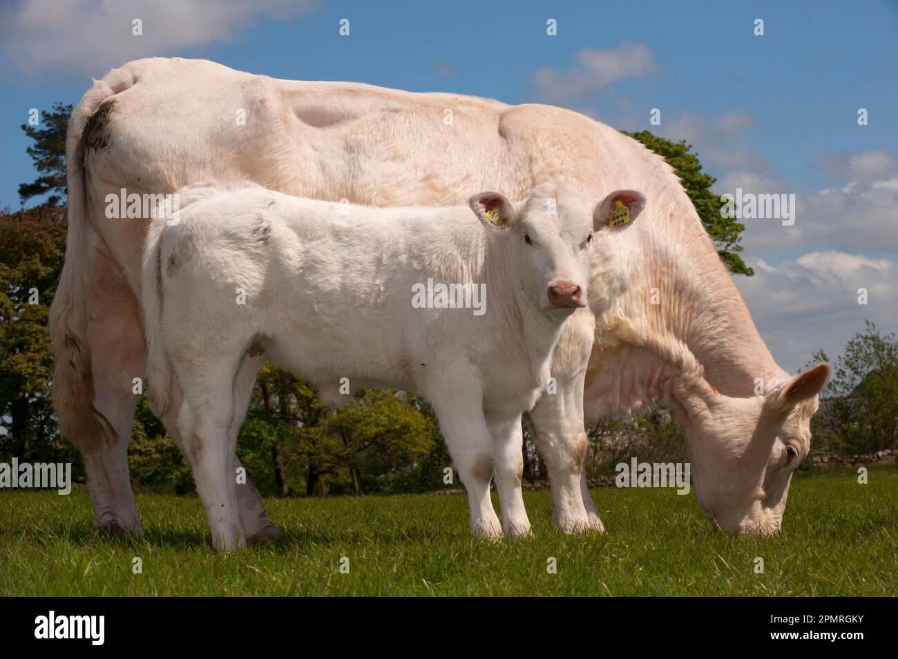 Hausrinder, Charolais, Kuh mit Kalb, Weideland, England, Vereinigtes Königreich Stockfoto