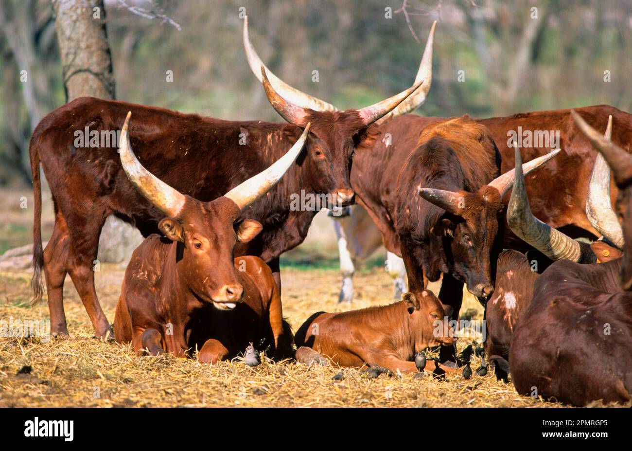 Red-Ankole-Rinder Watusi-Rinder, Gruppe, einige ruhend, Kalb ruhend, Vögel auf dem Boden Stockfoto