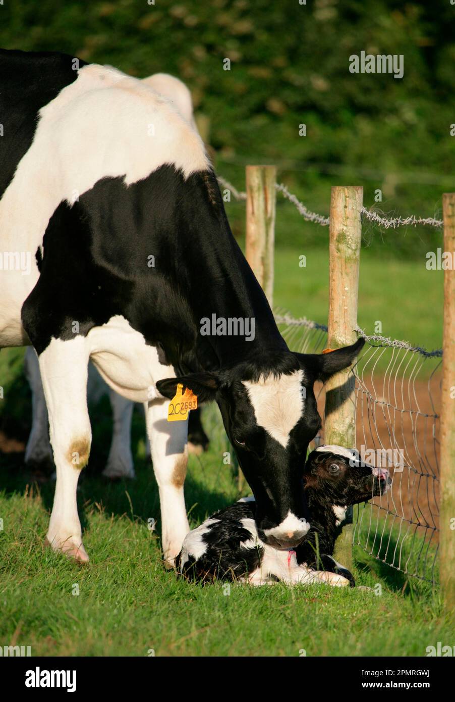 Hausrinder, Holstein Friesian, Kuh mit neugeborenem Kalb, neben einem Drahtzaun auf Weide, Dorset, England, Vereinigtes Königreich Stockfoto