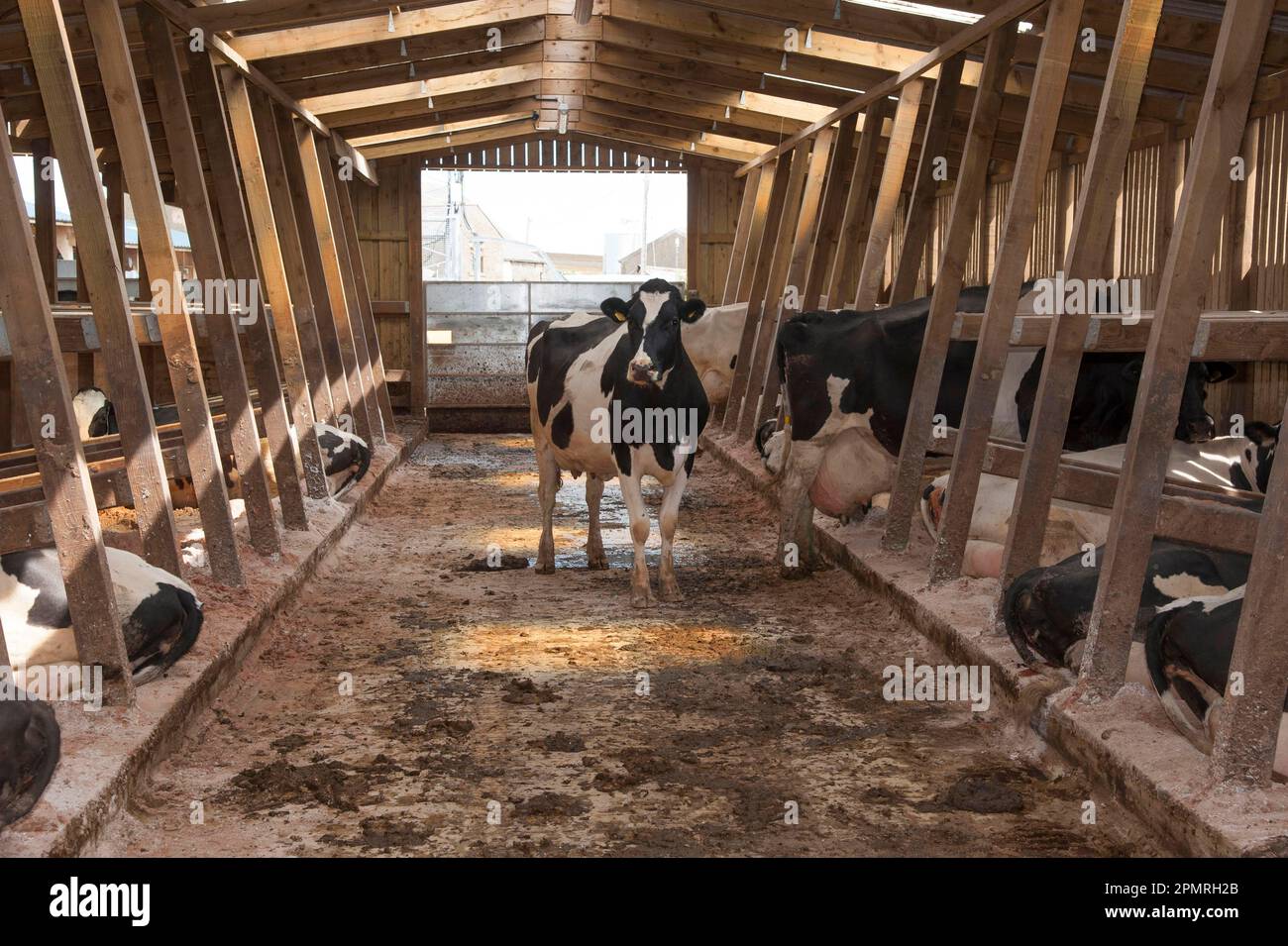 Hausrinder, Holsteinkühe, Milchviehherde in Holzkastenhäusern, Lancashire, England, Vereinigtes Königreich Stockfoto