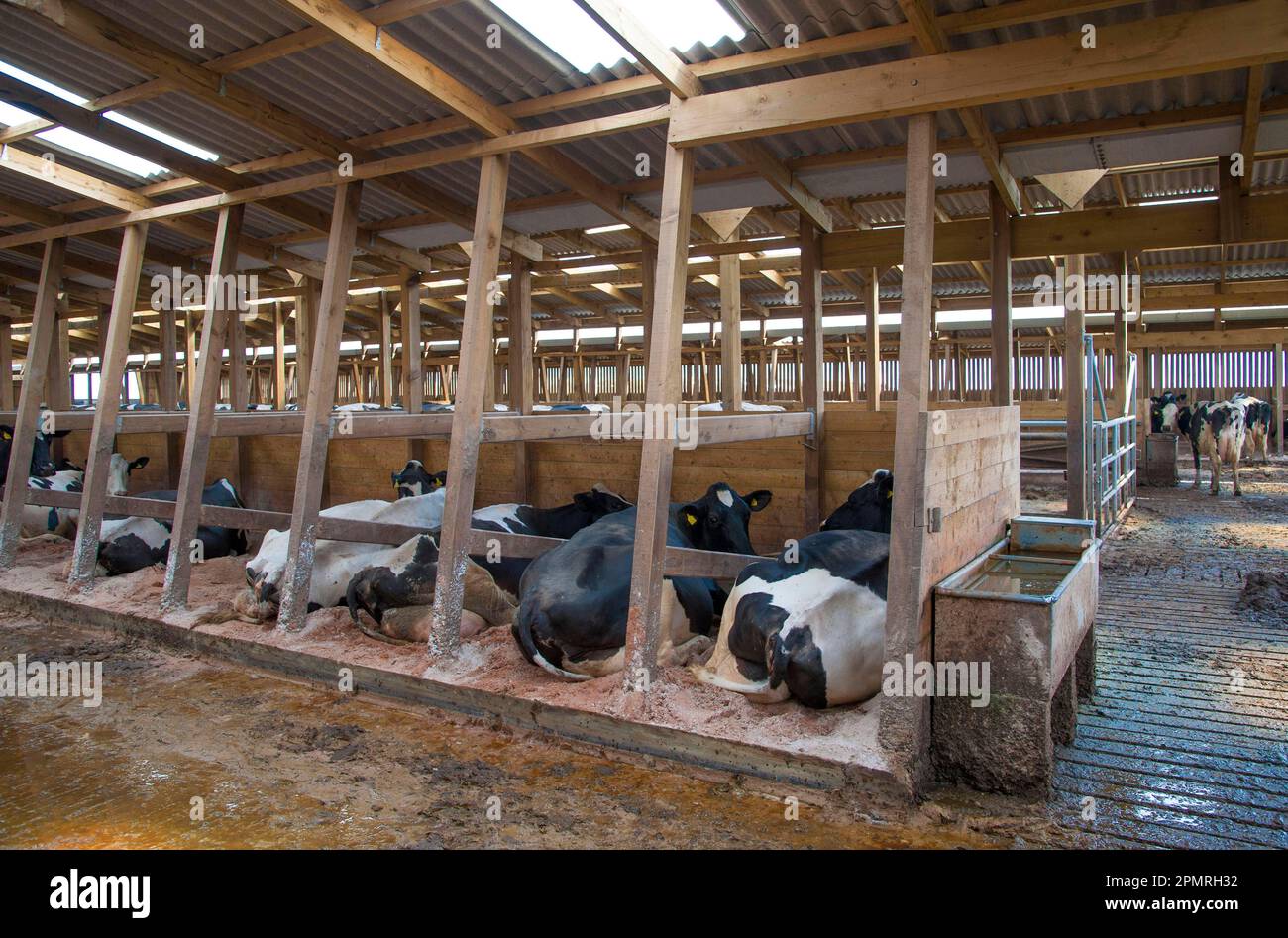 Hausrinder, Holsteinkühe, Milchviehherde in Holzkastenhäusern, Lancashire, England, Vereinigtes Königreich Stockfoto