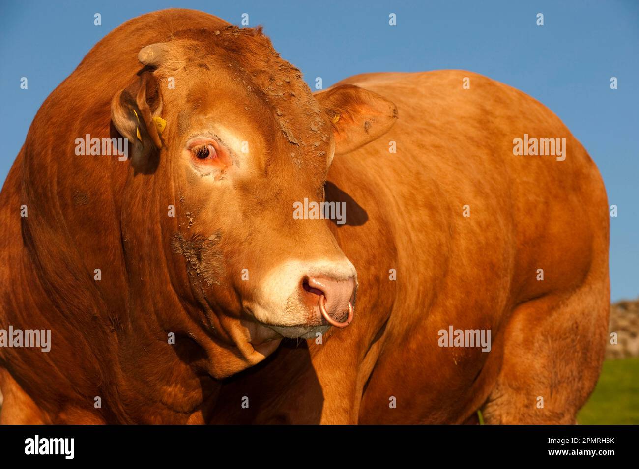 Hausrinder, Blonde d'Aquitaine, Stier, Nahaufnahme des Kopfes, Cumbria, England, Großbritannien Stockfoto