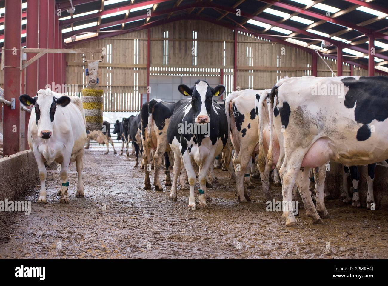 Hausrinder, Holstein-Milchkühe, Herde im Stall mit Kuhbürste, Schimmel, Flintshire, Nordwales, Vereinigtes Königreich Stockfoto