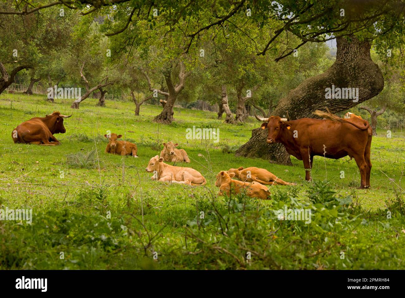 Hausrinder, rot-andalusische Kühe, Kälber, ruhend in Steineiche dehesa, in der Nähe von El Bosque, Sierra de Grazalema, Spanien Stockfoto