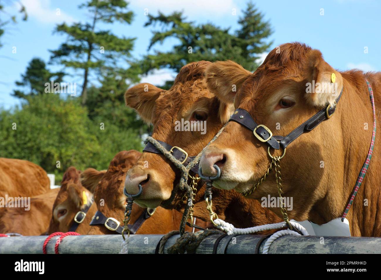 Hausrinder, Limousin-Rinder, Nahaufnahme von Haltern tragenden Köpfen, Newbury Show, Berkshire, England, Großbritannien Stockfoto