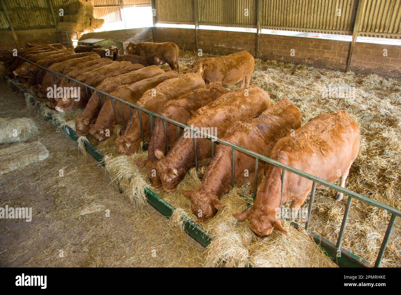 Hausrinder, Limousin, Herde, Kühe, die sich im Gebäude von Heu ernähren, England, Großbritannien Stockfoto