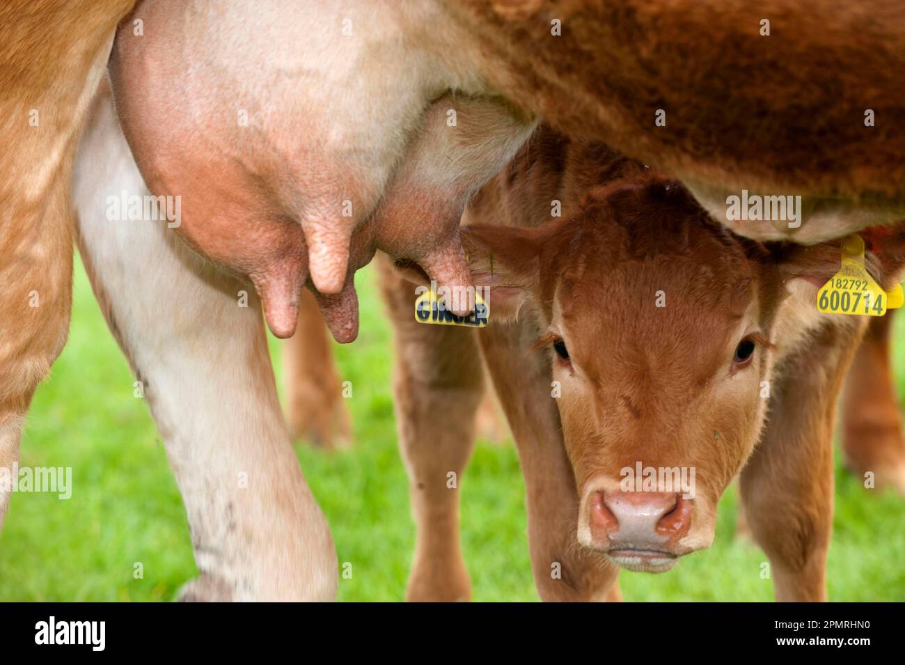 Hausrinder, Limousin, Jungkalb, das unter dem Euter der Mutter schaut, England, Vereinigtes Königreich Stockfoto