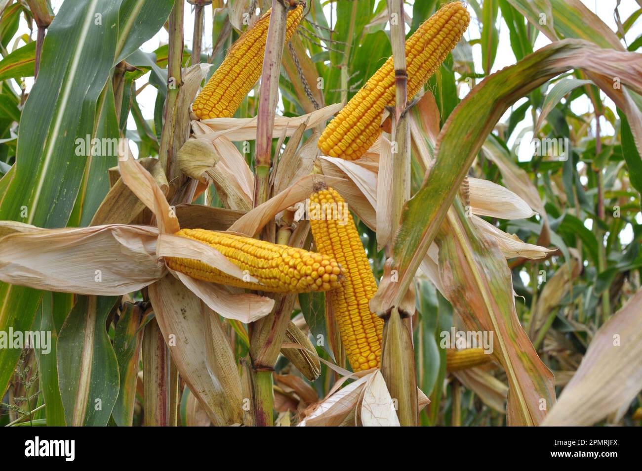 Ein Rob, der auf einem Feld gereift ist, auf einem Maisstängel Stockfoto