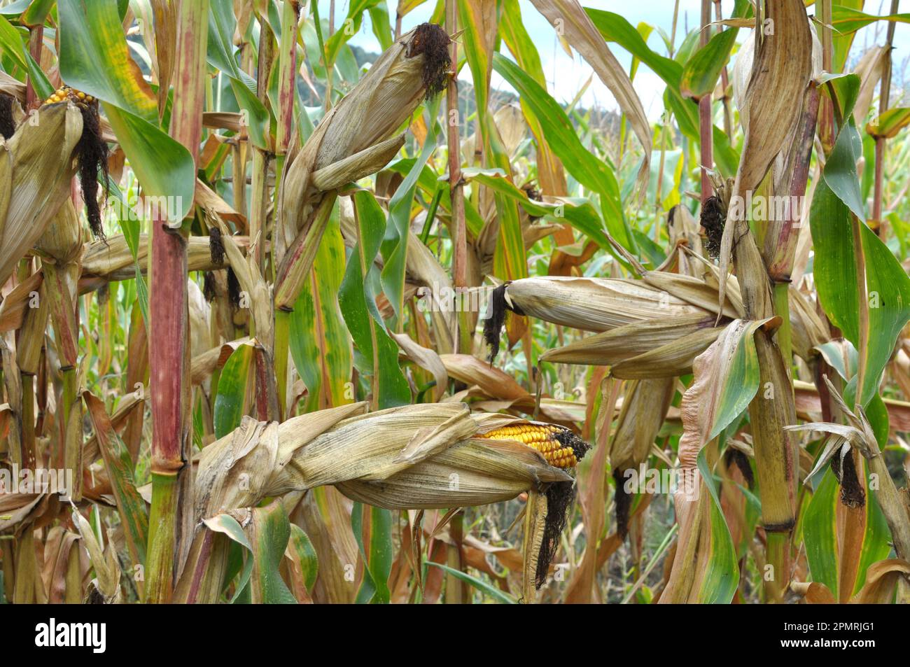 Ein Rob, der auf einem Feld gereift ist, auf einem Maisstängel Stockfoto