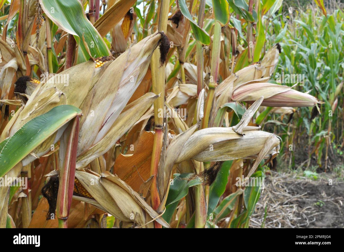 Ein Rob, der auf einem Feld gereift ist, auf einem Maisstängel Stockfoto