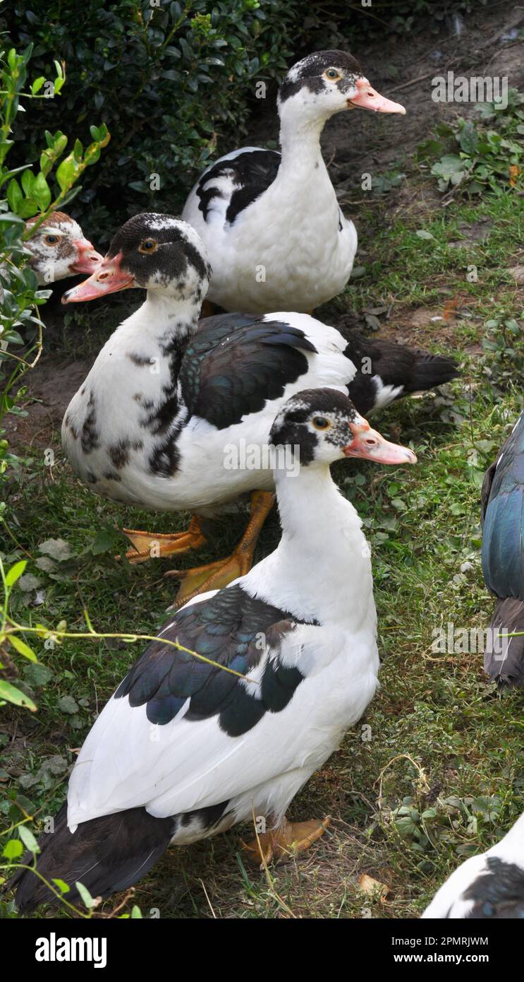 Eine Gruppe ausgewachsener Moschusenten (Cairina moschata) Stockfoto