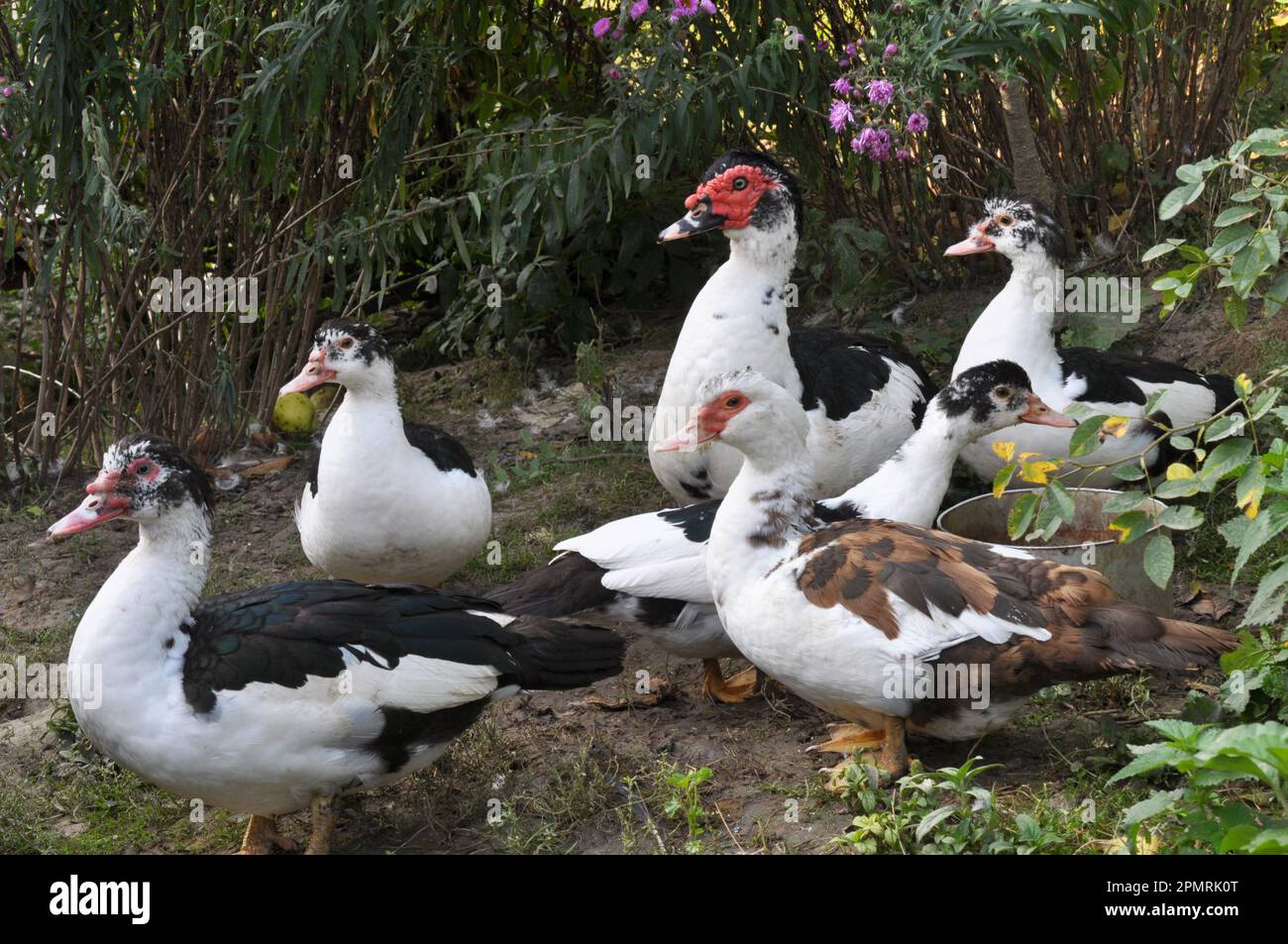 Eine Gruppe ausgewachsener Moschusenten (Cairina moschata) Stockfoto