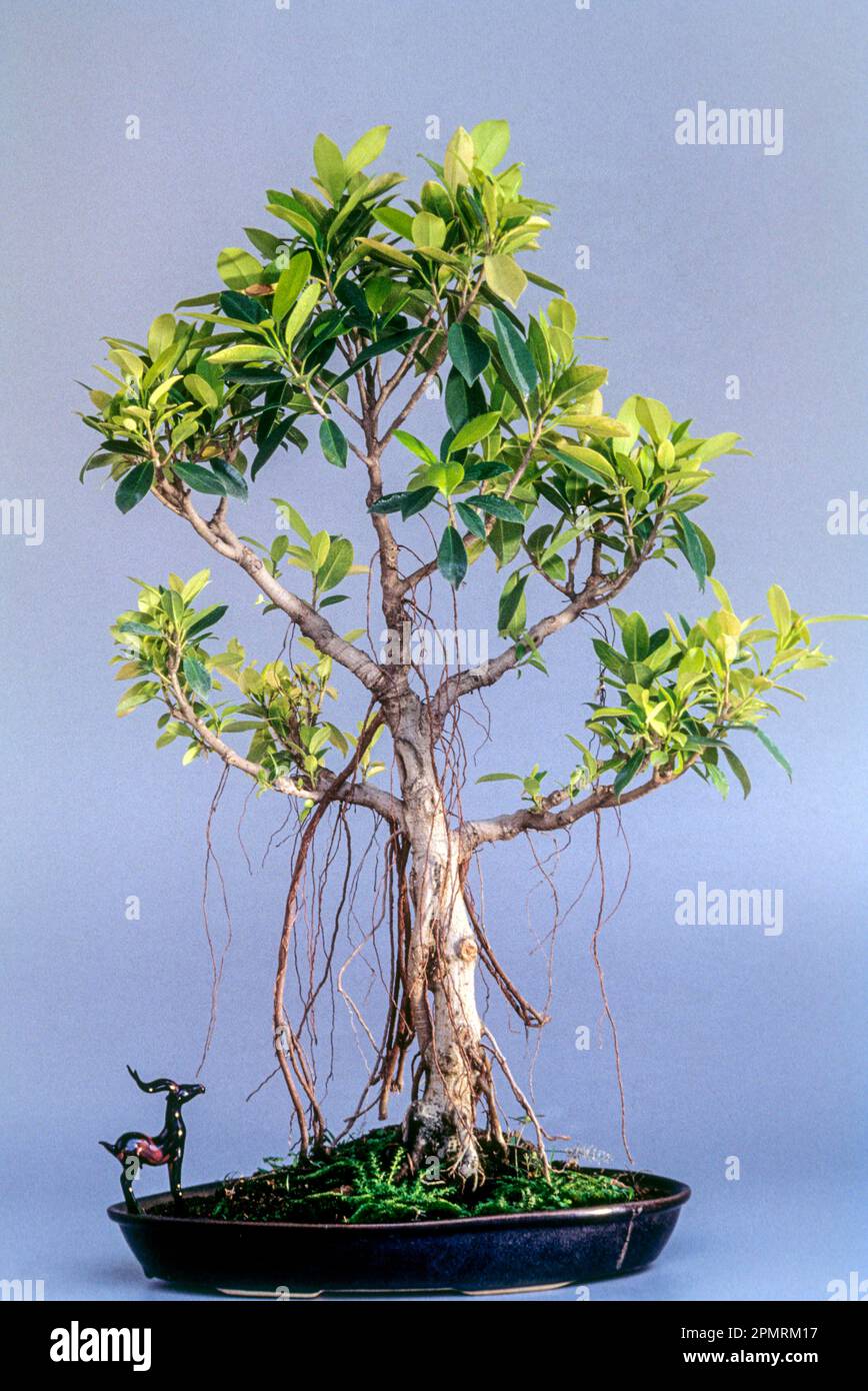 Bonsai (Ficus microcrapa Panda) Chinesischer banyan, Malayischer banyan, indischer Lorbeerblätter, Vorhangfeige, Gajumaru, Stil banyan, Indien, Asien Stockfoto