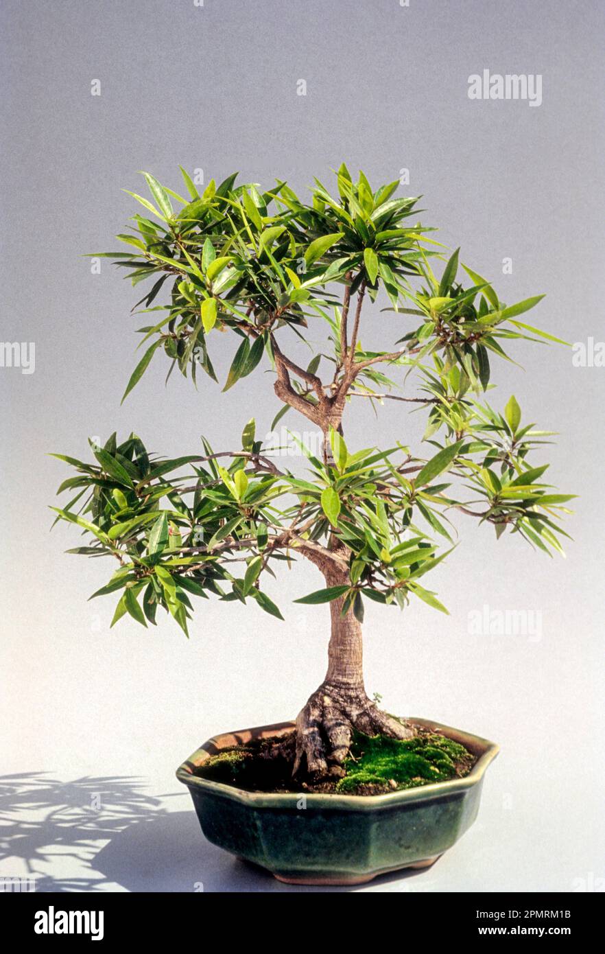 Bonsai (Ficus Nerii folia) (Weidenblatt Feige) zwangloser Standfu, Indien,  Asien Stockfotografie - Alamy