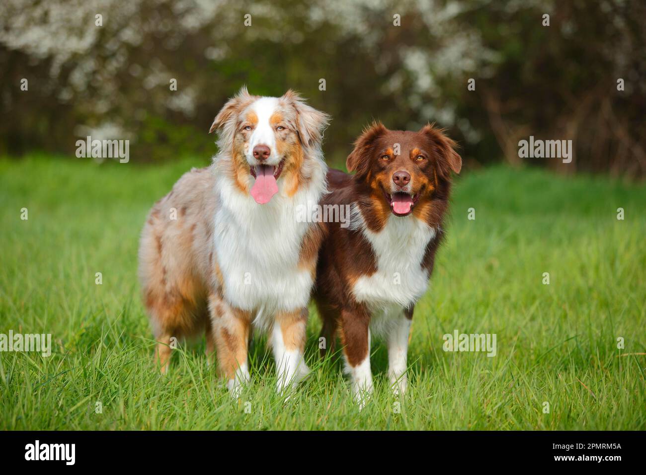 Australian Shepherds, Red-Tri und Red-Merle Stockfoto