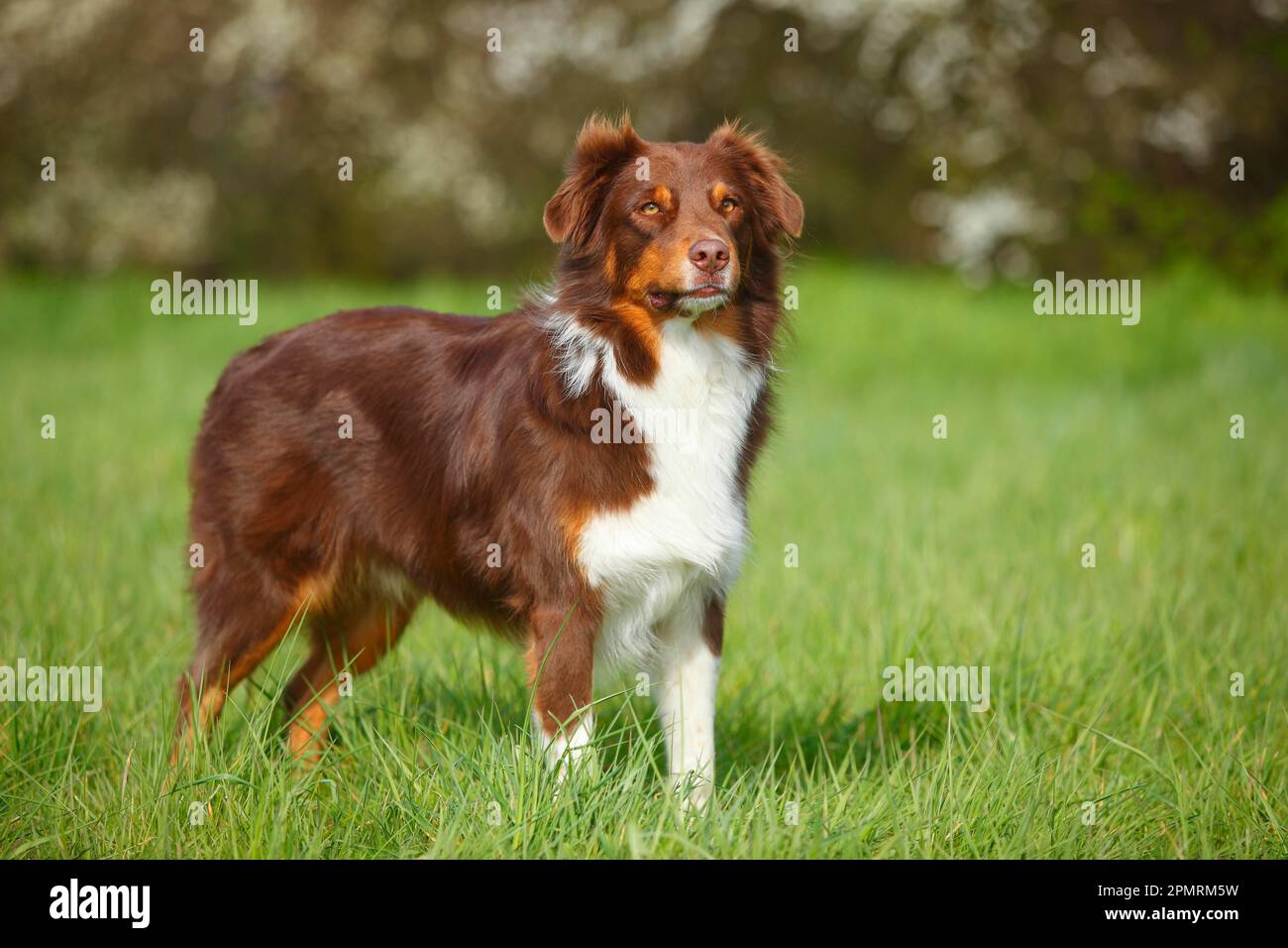 Australian Shepherd, Red-tri Stockfoto