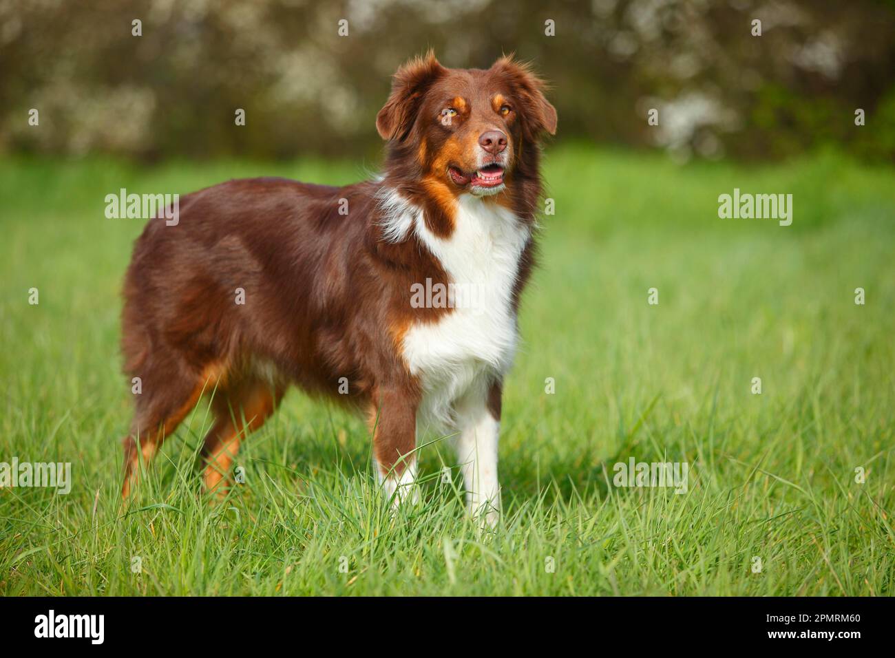 Australian Shepherd, Red-tri Stockfoto