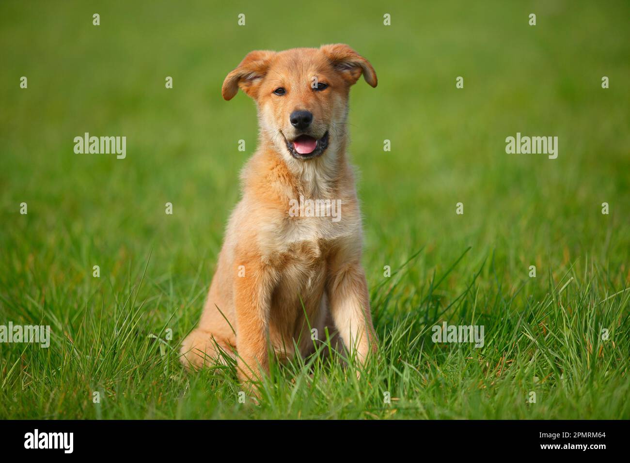 Harzer Fox, Welpe, 3 Monate Stockfoto