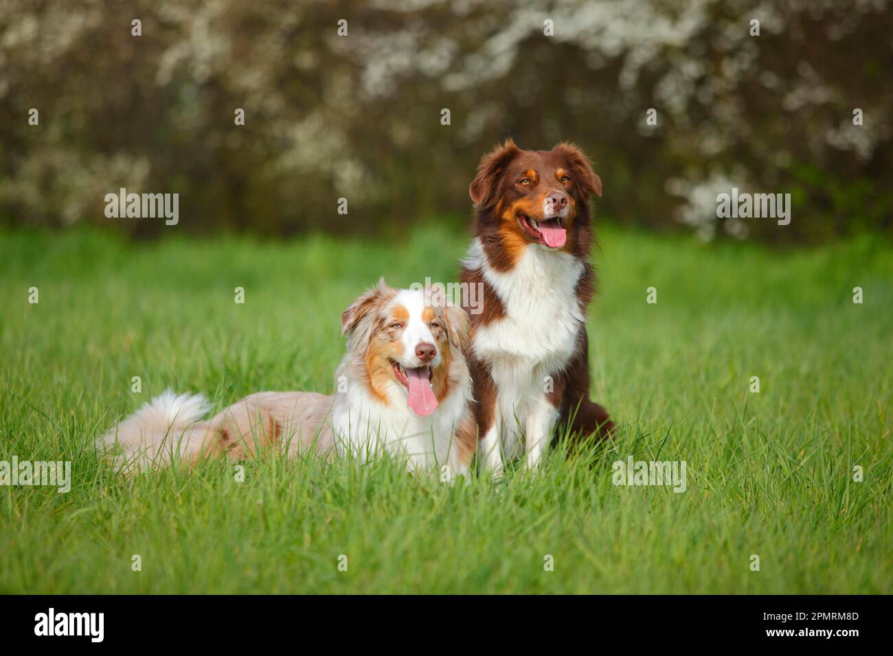Australian Shepherds, Red-Tri und Red-Merle Stockfoto