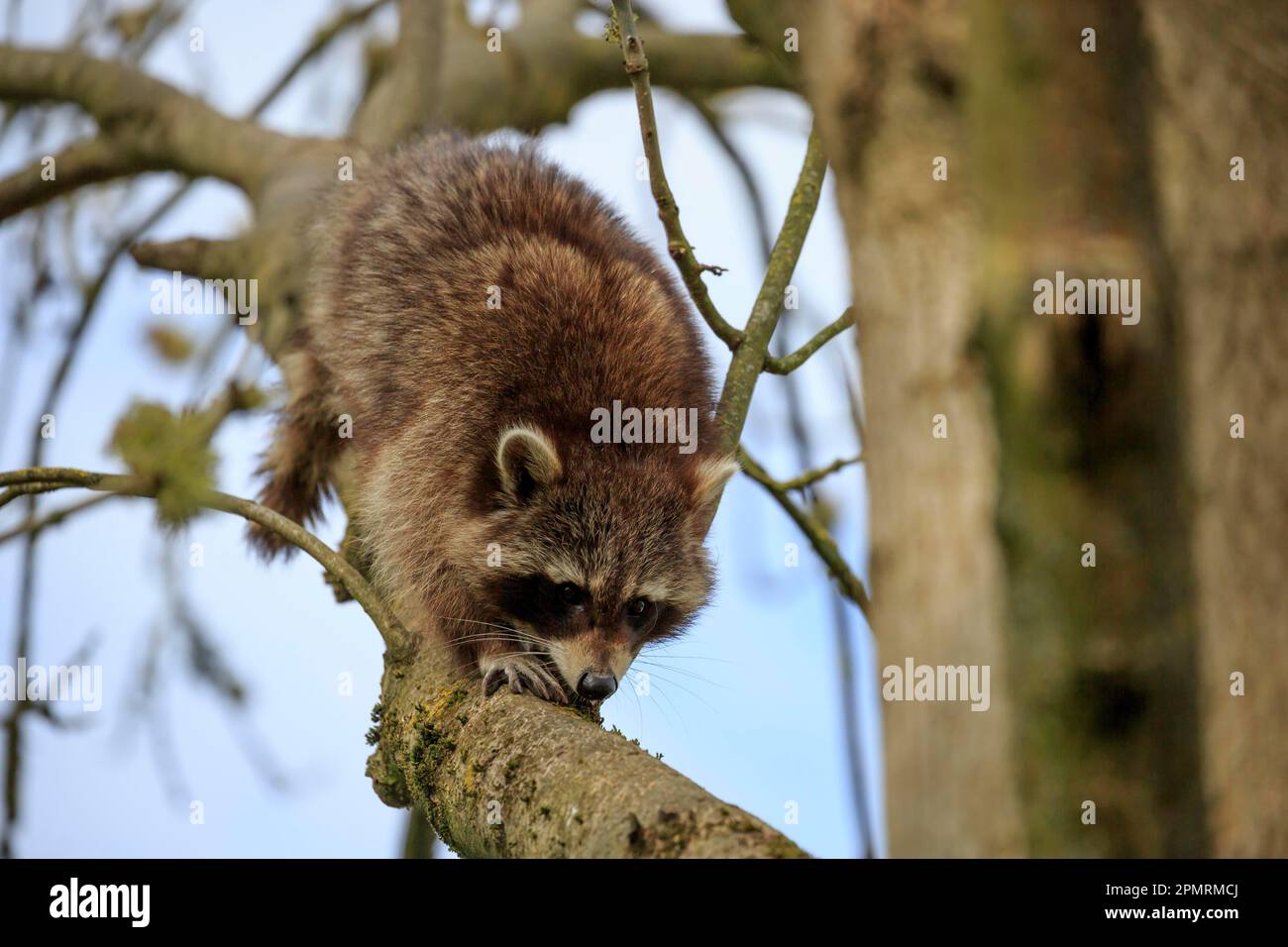 Racoon (Procyon lotor), Captive Stockfoto