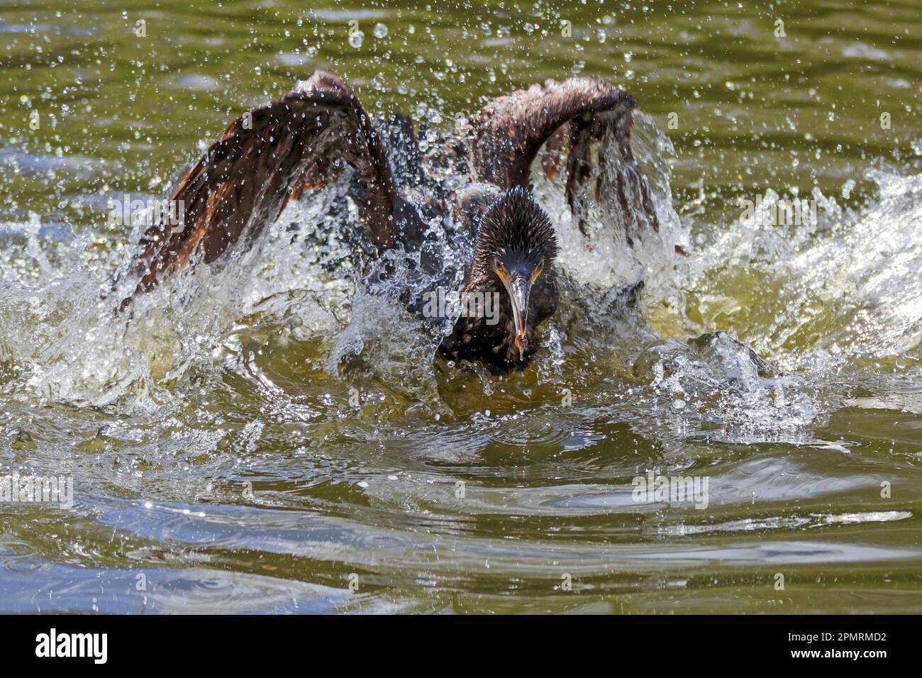 Großer schwarzer Kormoran (Phalacrocorax carbo), in Gefangenschaft Stockfoto