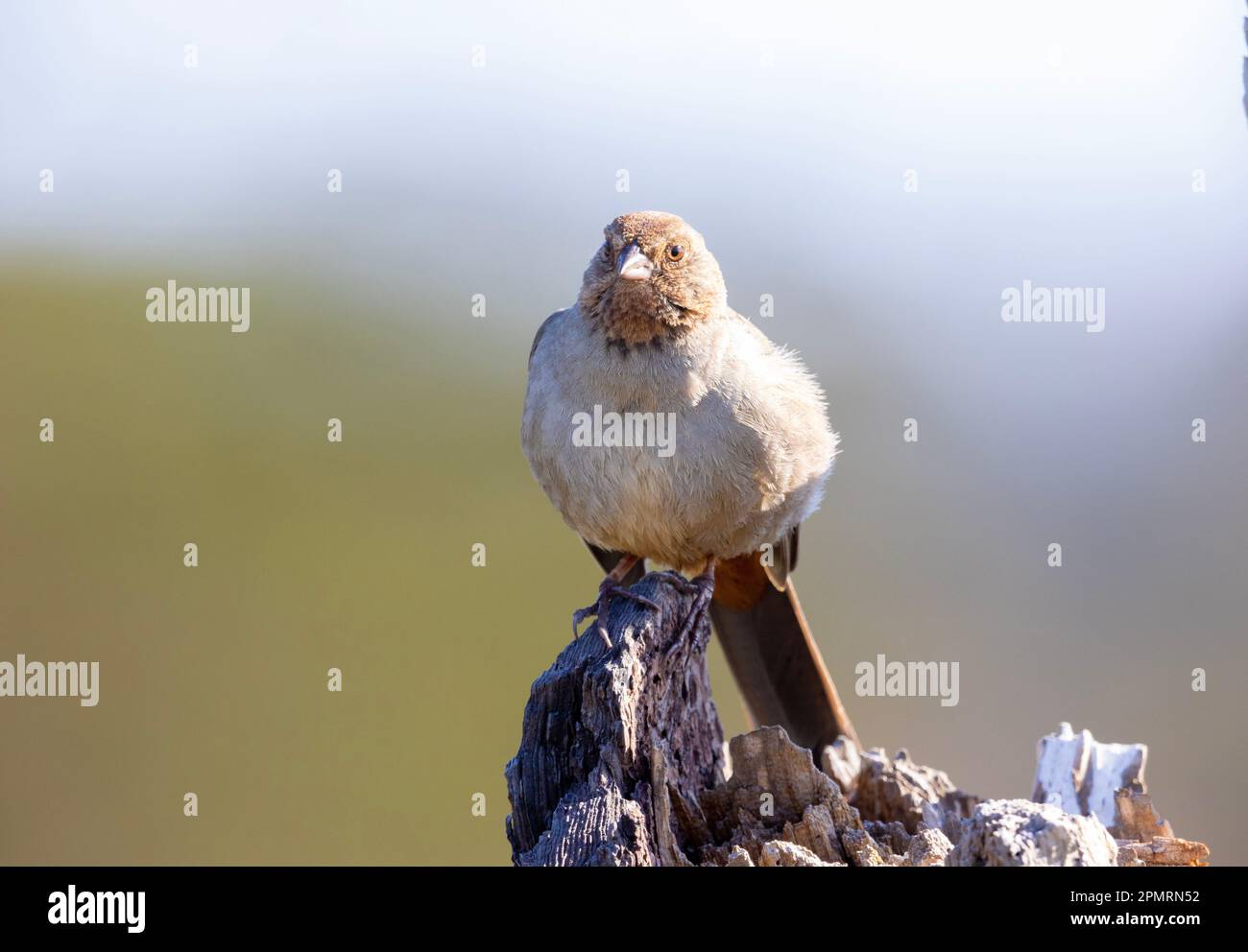 California Towhee Mit Sauberem Hintergrund Stockfoto