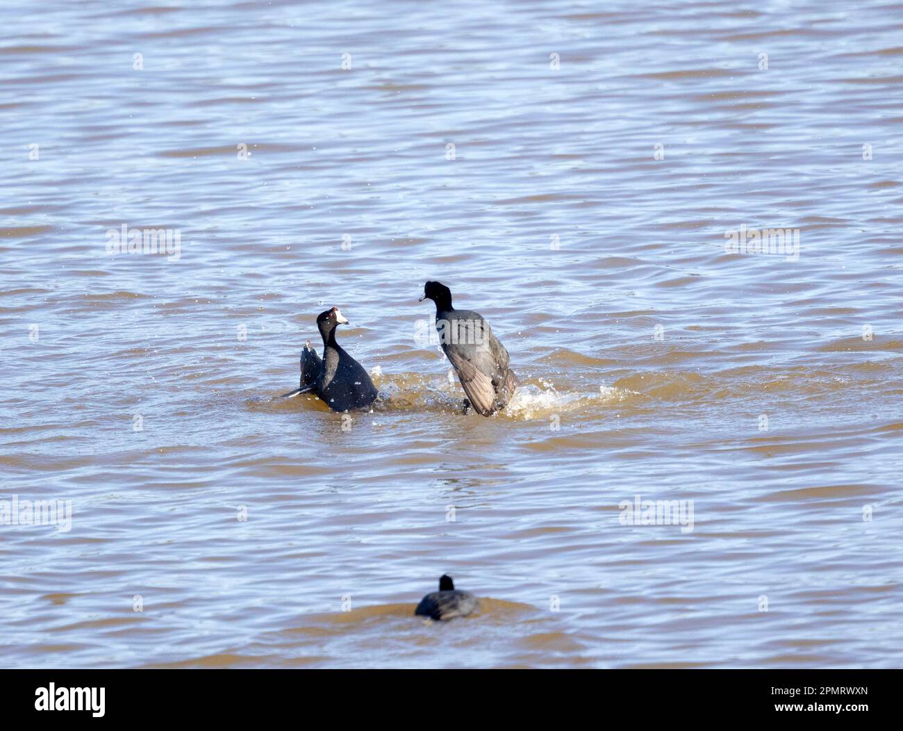 Amerikanische Coots kämpfen Stockfoto