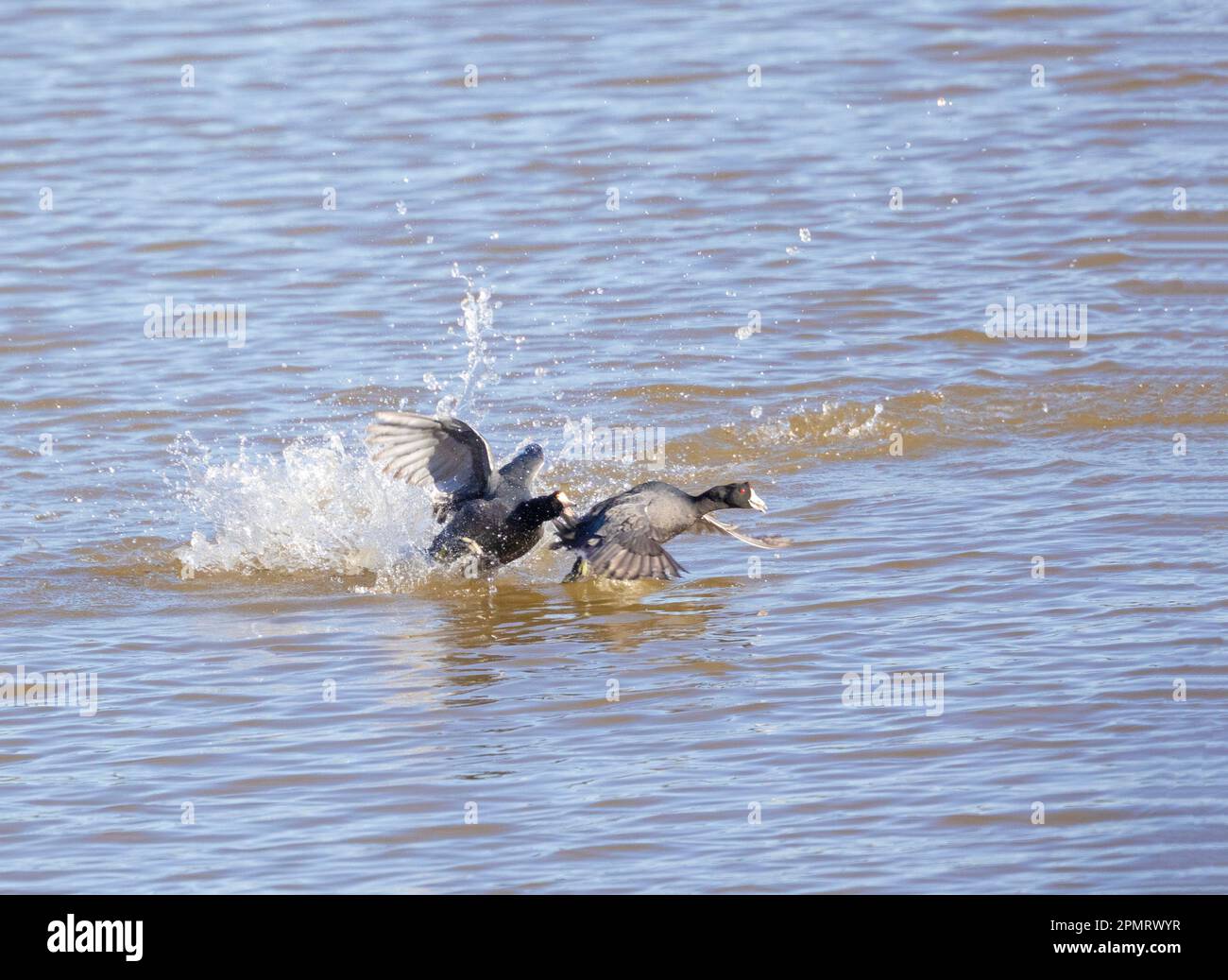 Amerikanische Coots kämpfen Stockfoto