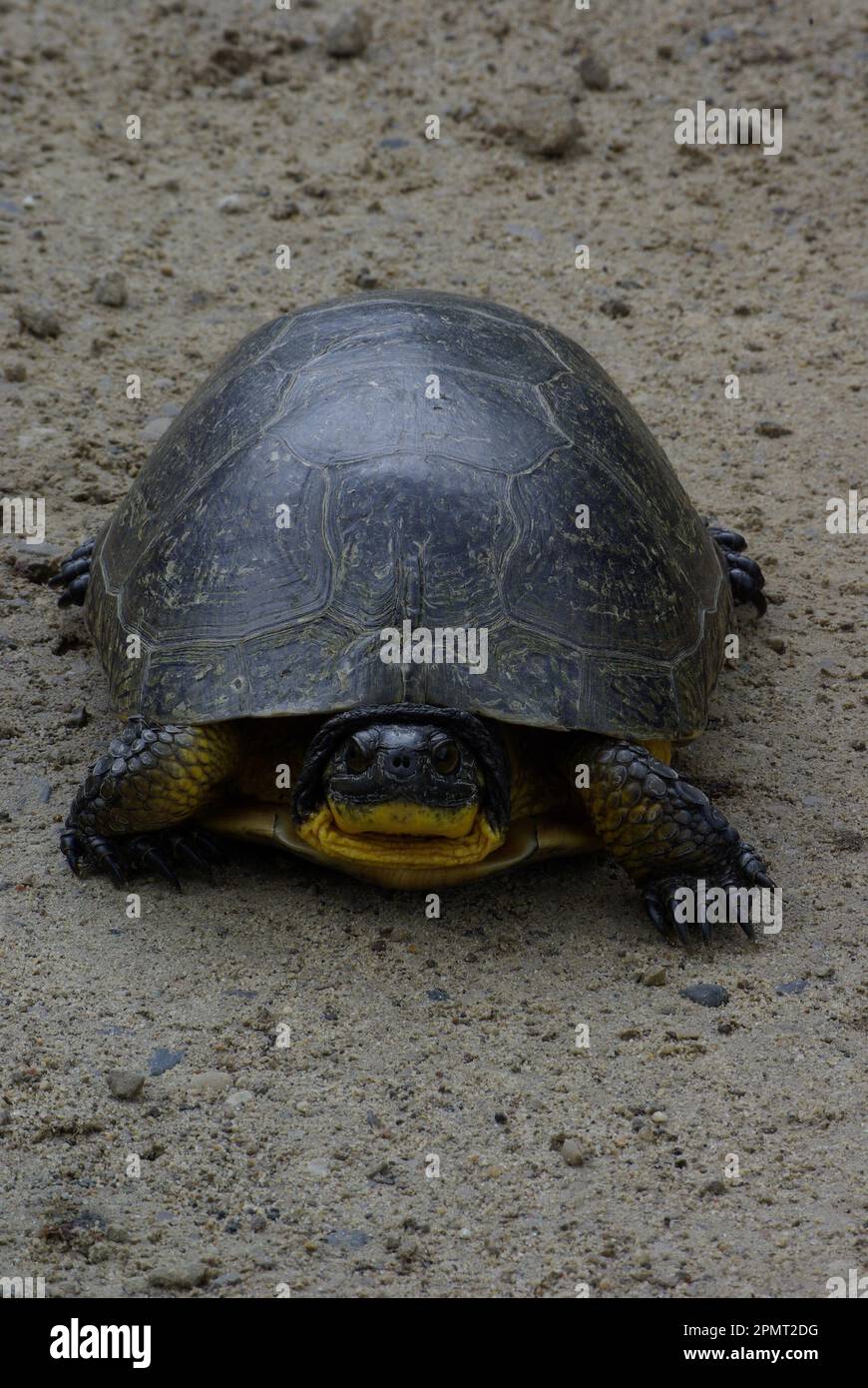 Blandings Schildkröte Stockfoto