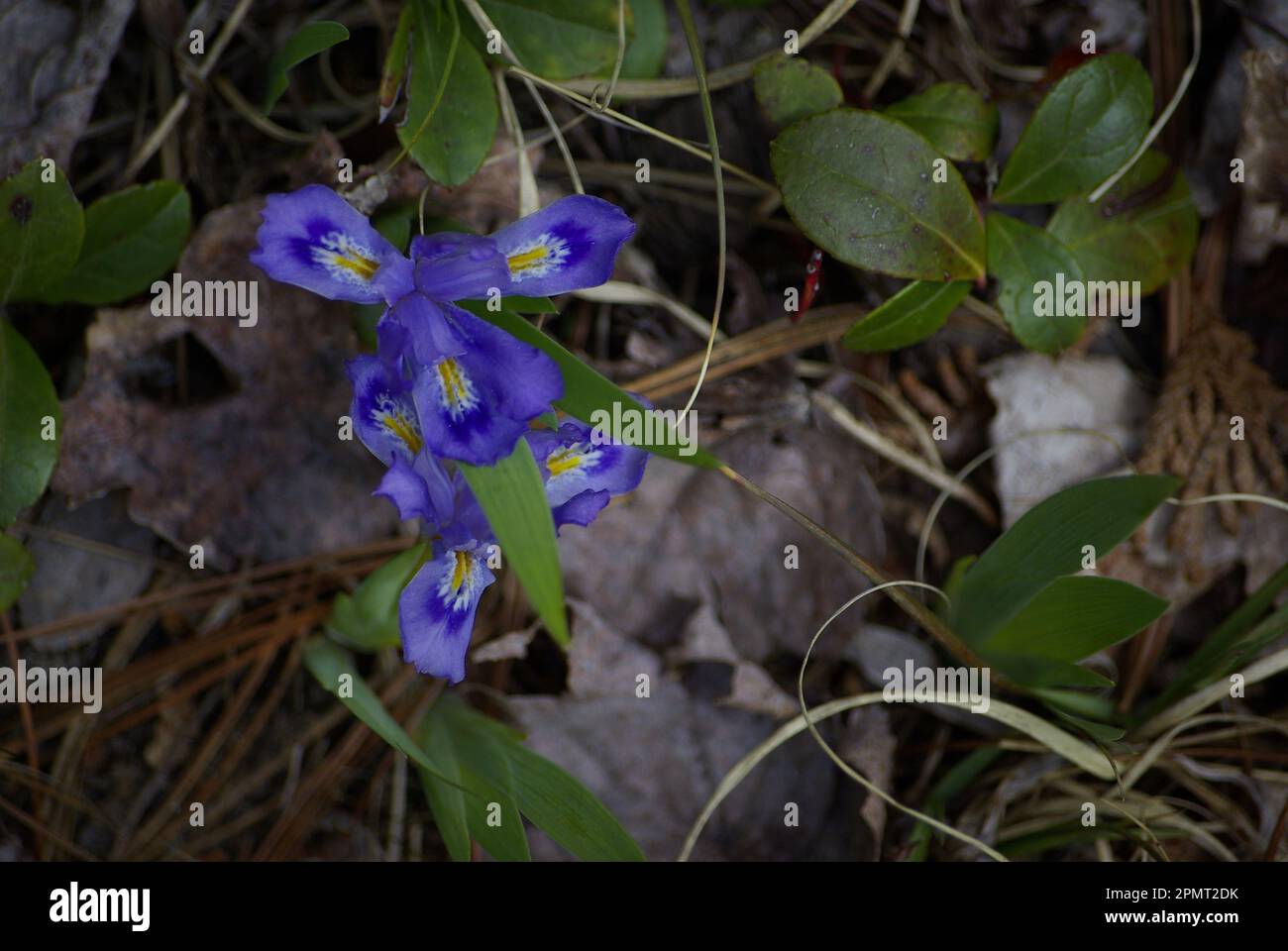 Zwerg See Iris (Iris Lacustris) Stockfoto