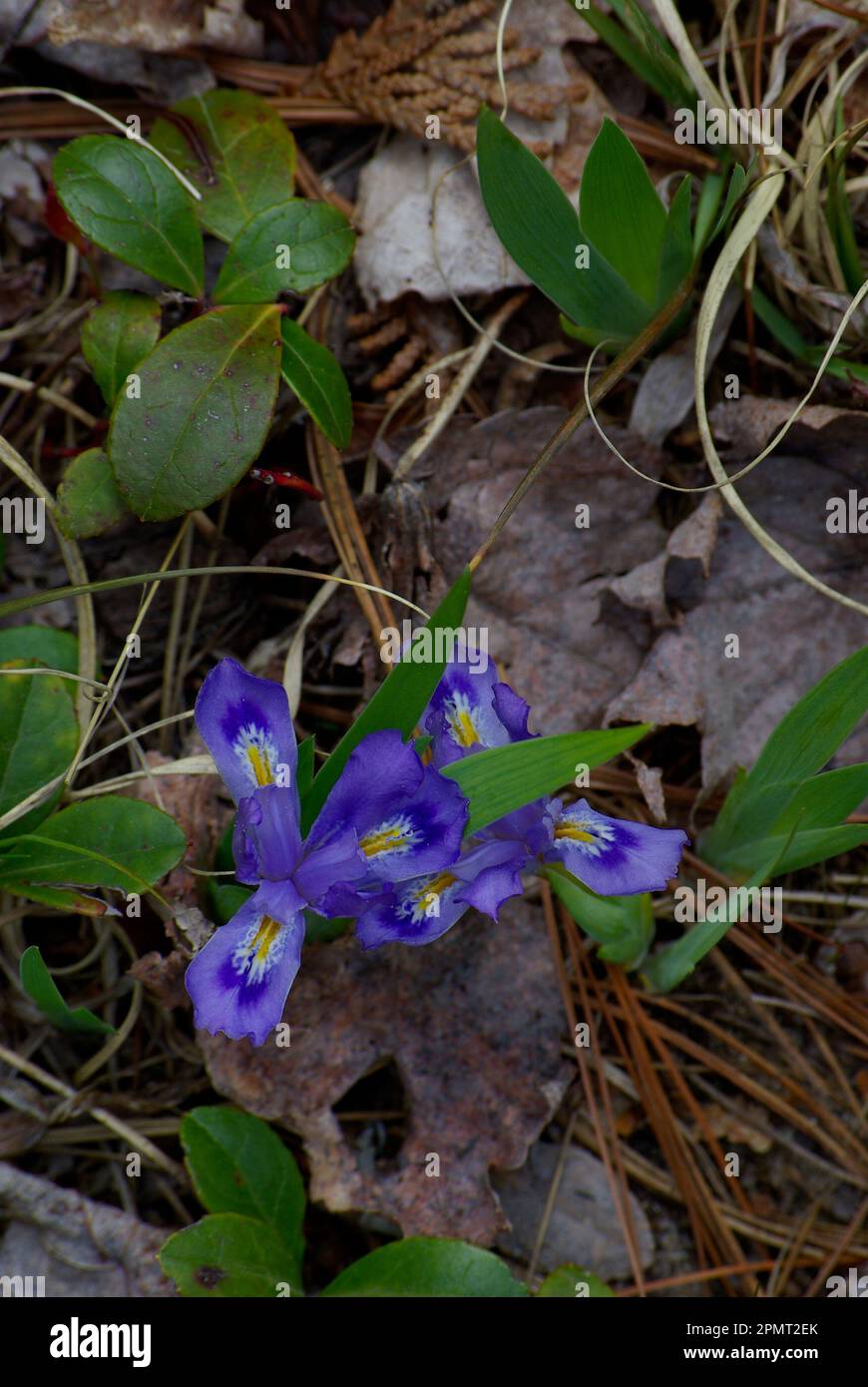 Zwerg See Iris (Iris Lacustris) Stockfoto