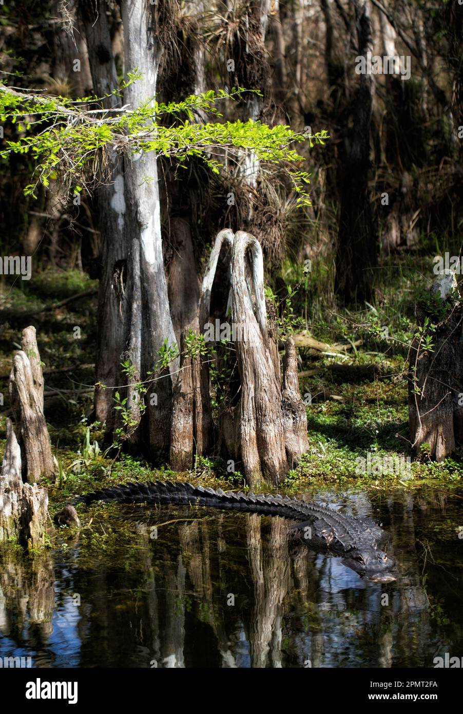 Der American Alligator gleitet unter dem Zypressendach inmitten der eindrucksvollen Zypressenknie und Reflexionen im malerischen Big Cypress Preserve Floridas Stockfoto