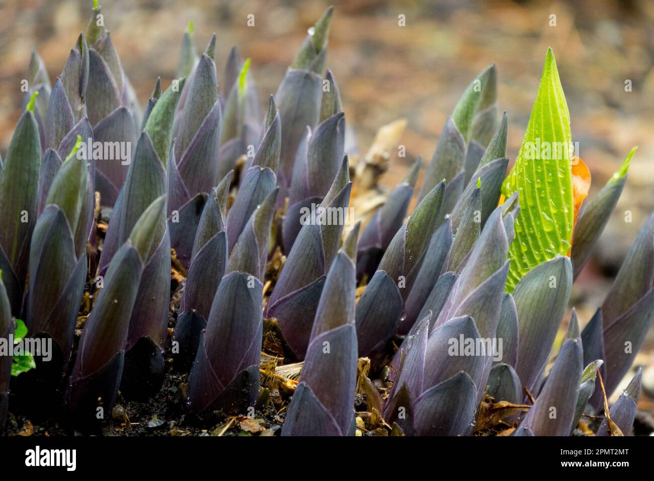 Plantain Lily, Sprossen, Hosta-Triebe, Pflanzen, Frühling, Anbauen, Pflanzen Stockfoto