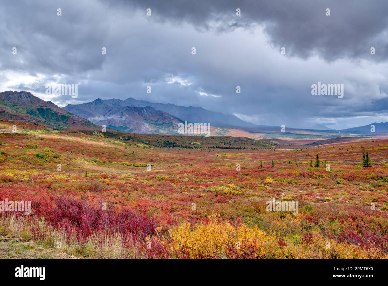 Farbenfrohe Herbsttundra in der Wildnis des Denali-Nationalparks, Alaska Stockfoto