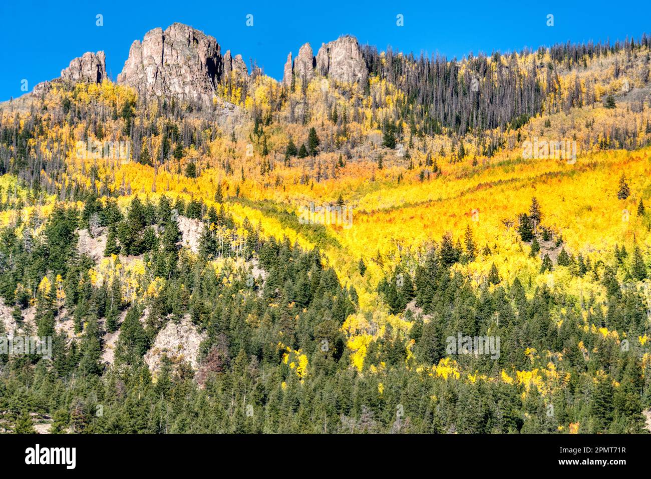 Gelbe Aspen Bäume auf der Bergseite in den San Juan Mountains in Colorado Stockfoto