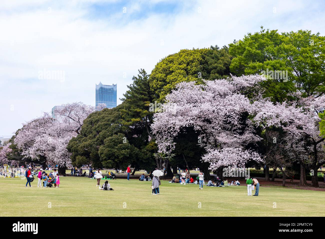 Japanische Sakura-Kirschblüte 2023. April, Shinjuku Gyoen Park in Tokio, Japan, Asien Stockfoto