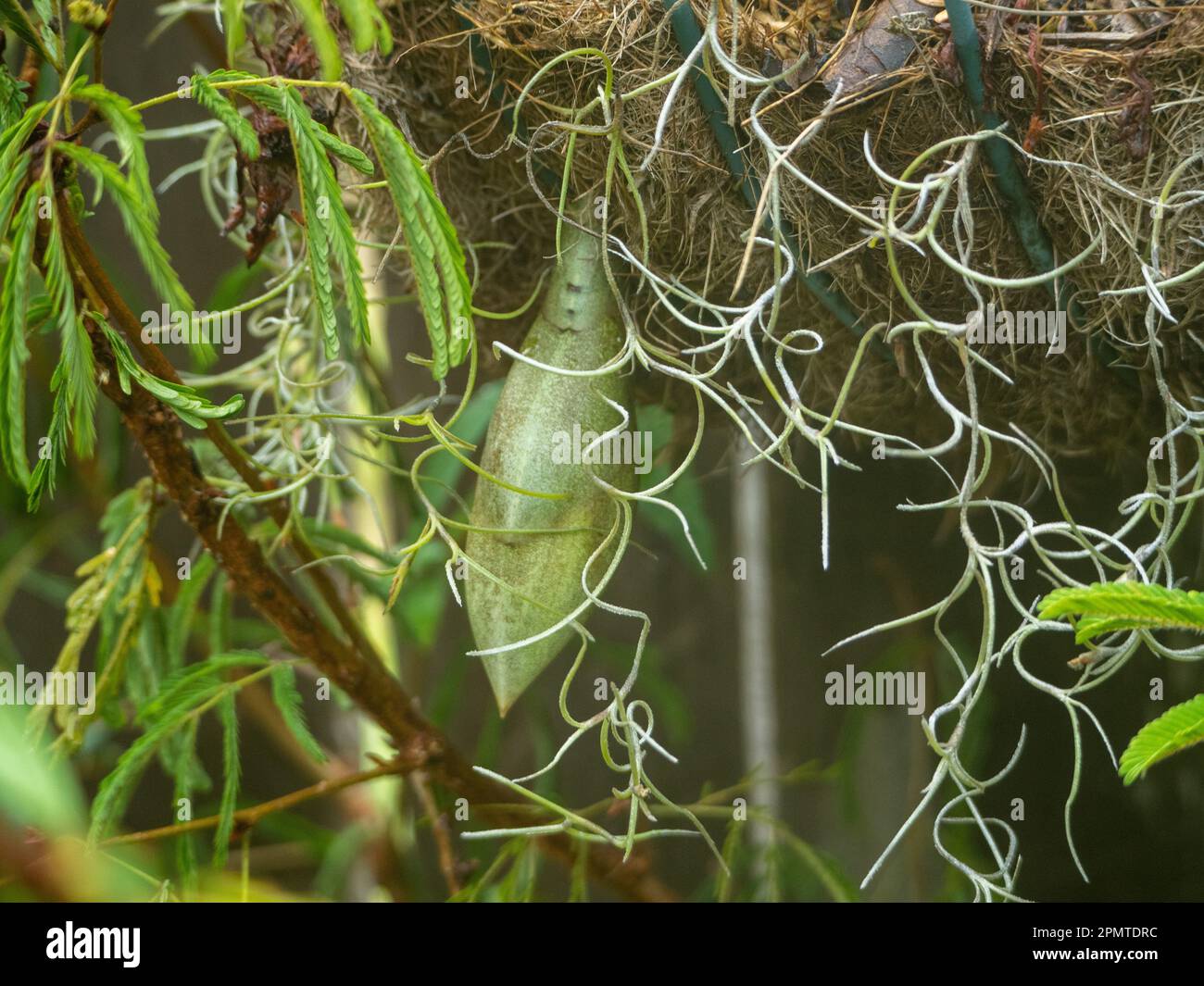 Die nach unten wachsende Knospe einer Stanhopea oder eine umgedrehte Orchideenblume, die sich auf die Blüte vorbereitet, lockige Strähnen, die herabhängen Stockfoto