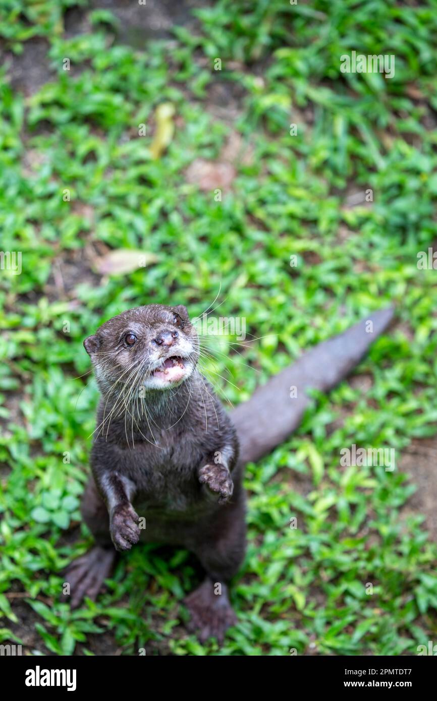 Der kleine Klauenotter (Amblonyx cinereus) schaut in die Kamera. Ein semiaquatisches Säugetier, das in Mangrovensumpfen und Süßwasser-Feuchtgebieten heimisch ist Stockfoto