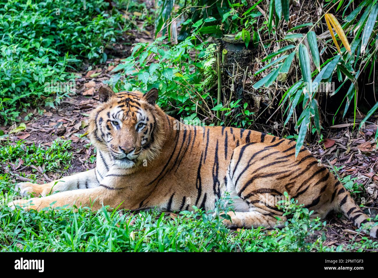 Der bengalische Tiger (Panthera tigris tigris) wird bis 2011 auf weniger als 2.500 Wildtiere geschätzt. Der Mantel ist gelb bis hellorange, Stockfoto