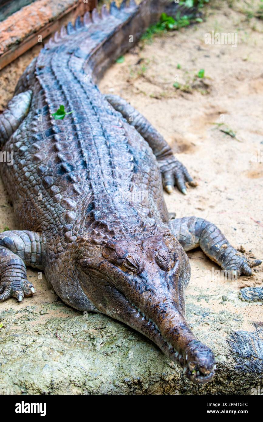 Der falsche Gavial ist ein Süßwasserkrokodil, der in Malaysia, Borneo, Sumatra und Java heimisch ist. Sie ist dunkelrötlich-braun, dunkelbraun oder schwarz Stockfoto