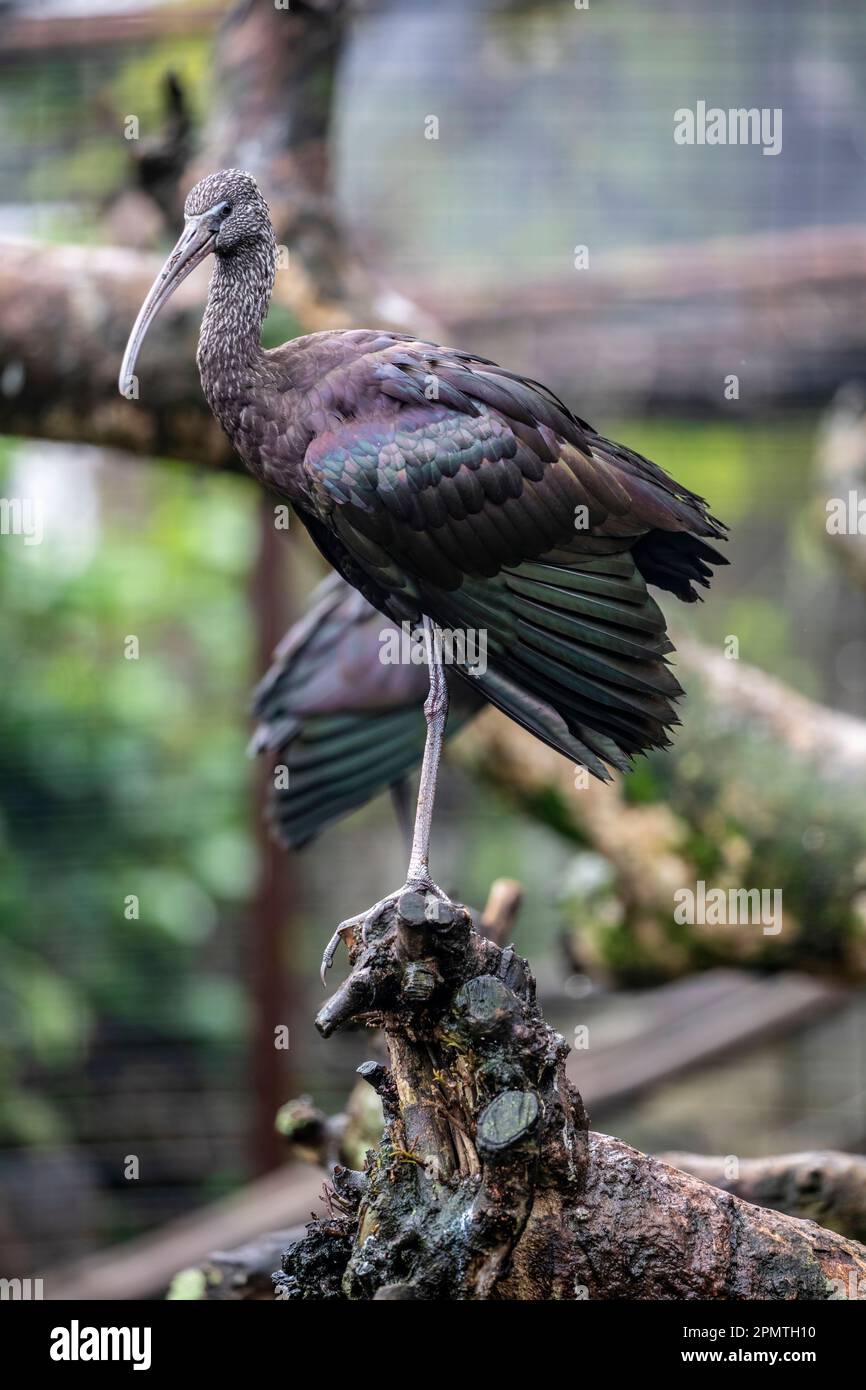 Das Glossy ibis (Plegadis falcinellus) ist ein Wasservogel der Ordnung Pelecaniformes und der ibis und Spoonbill Familie Threskiornithidae. Stockfoto