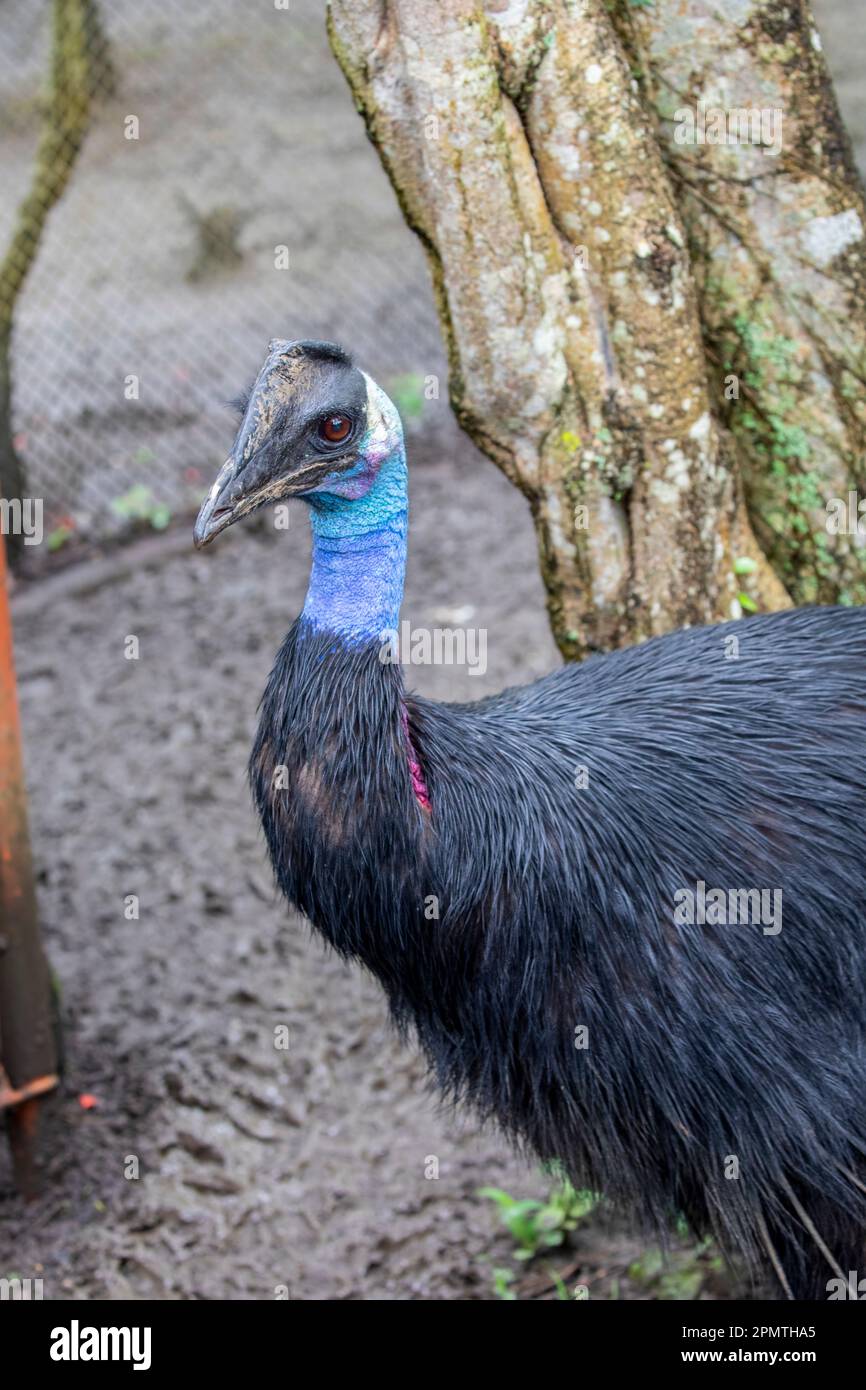 Der Zwergkasuar (Casuarius bennetti) ist die kleinste der drei Arten von Kasuaren. Es verteilt sich über die Bergwälder Stockfoto