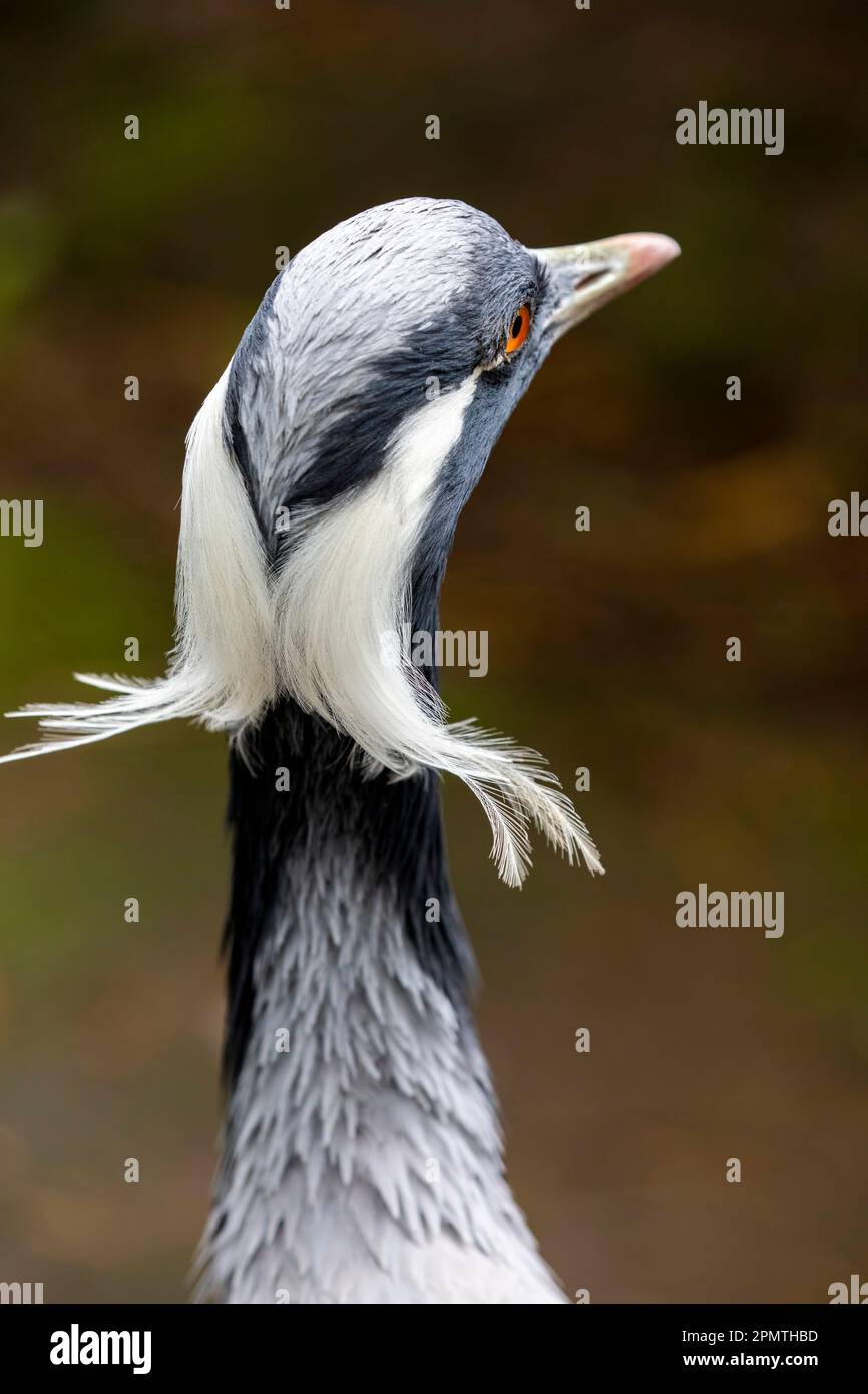 Die Rückseite des Kopfes von demoiselle Crane (Grus virgo). Es handelt sich um eine Kranart, die im zentralen Eurosiberien vom Schwarzen Meer aus anzutreffen ist Stockfoto