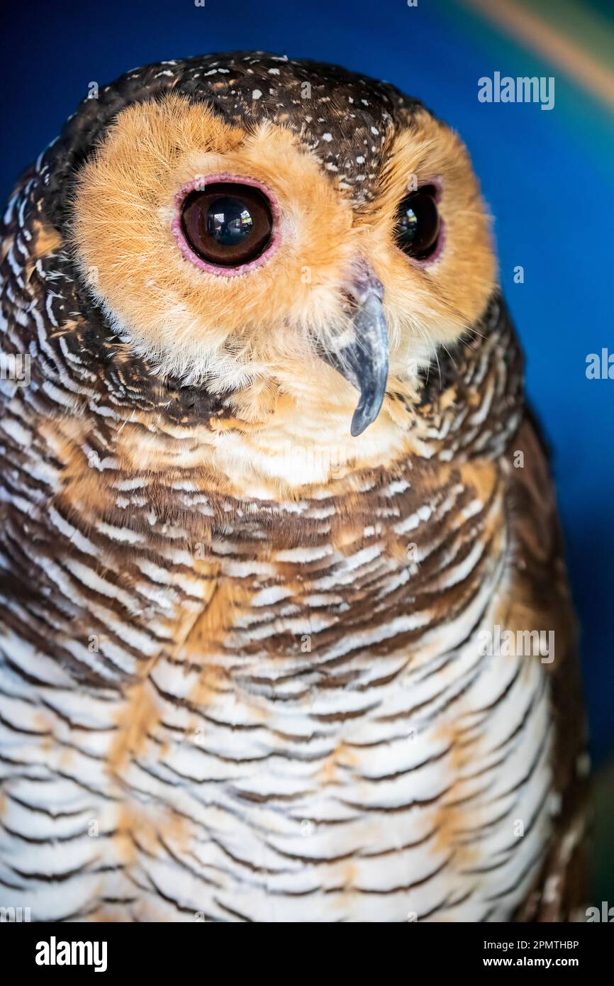 Die gefleckte Holzeule (Strix seloputo) ist eine Eule der Ohrenlosen Eule, Strix. Seine Reichweite ist diskret; sie tritt in vielen Regionen rund um Borneo auf. Stockfoto
